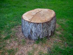 Best Arborist Consultation Services  in Laguna Vista, TX