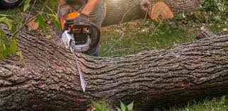 Best Emergency Tree Removal  in Laguna Vista, TX