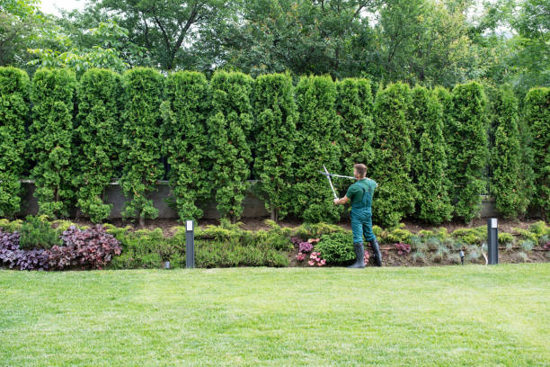 Best Leaf Removal  in Laguna Vista, TX