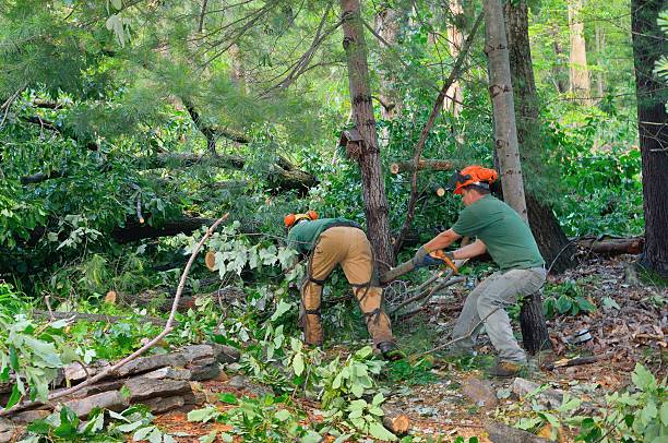 Best Storm Damage Tree Cleanup  in Laguna Vista, TX
