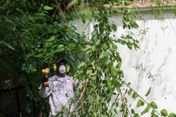 Best Hazardous Tree Removal  in Laguna Vista, TX